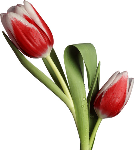 tulips-png-lale-png-7soqu6.png