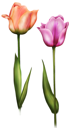 tulips-png-lale-png-7tjo5j.png