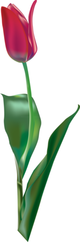 tulips-png-lale-png-7xvojo.png