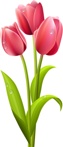 tulips-png-lale-png-89crwv.png