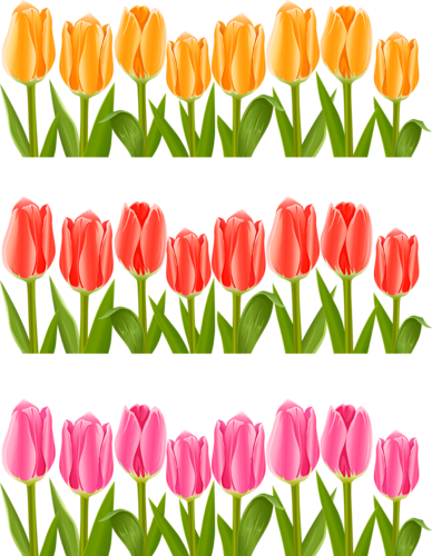tulips-png-lale-png-8f3pwo.png