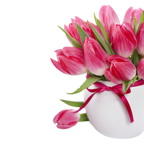 tulips-png-lale-png-8jirb5.png