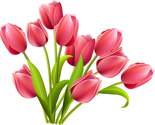 tulips-png-lale-png-8w4qd9.png