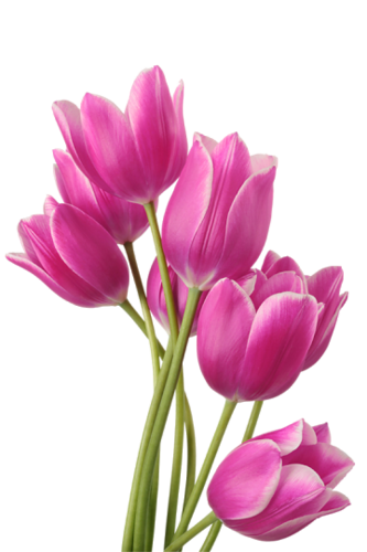 tulips-png-lale-png-91xrx6.png