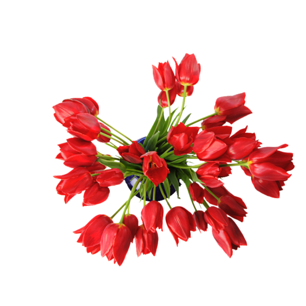 tulips_png_lale_png_17rj8j.png