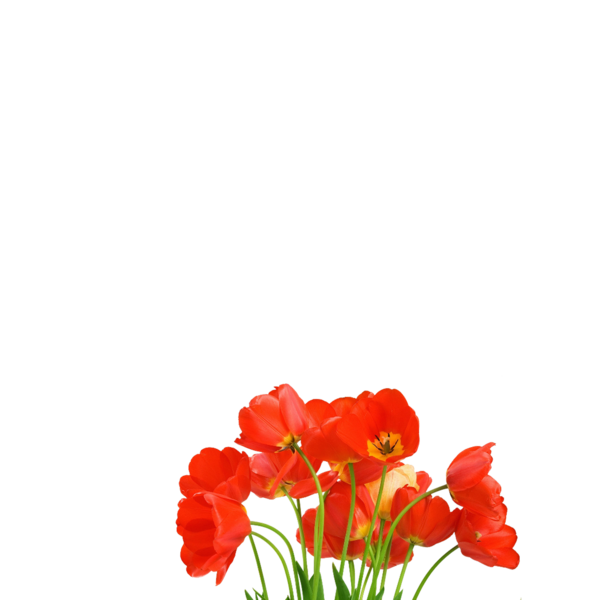 tulips_png_lale_png_3o2s6g.png