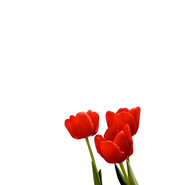 tulips_png_lale_png_4flu87.png