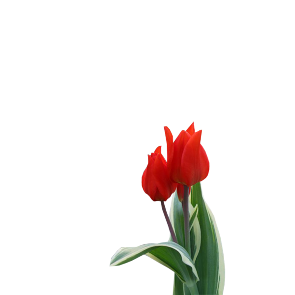tulips_png_lale_png_5g0x6k.png