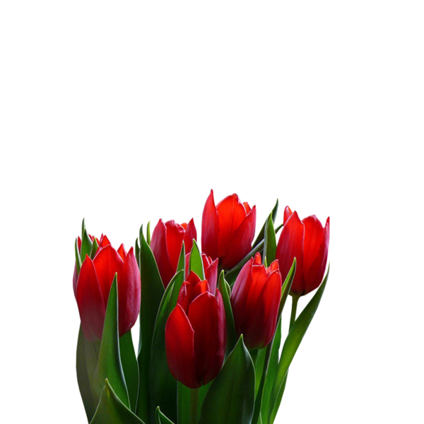 tulips_png_lale_png_5heb9m.png