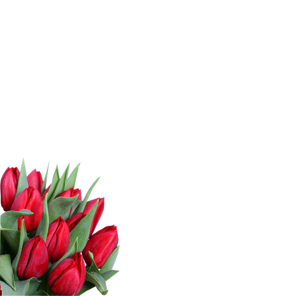 tulips_png_lale_png_5qbx74.png