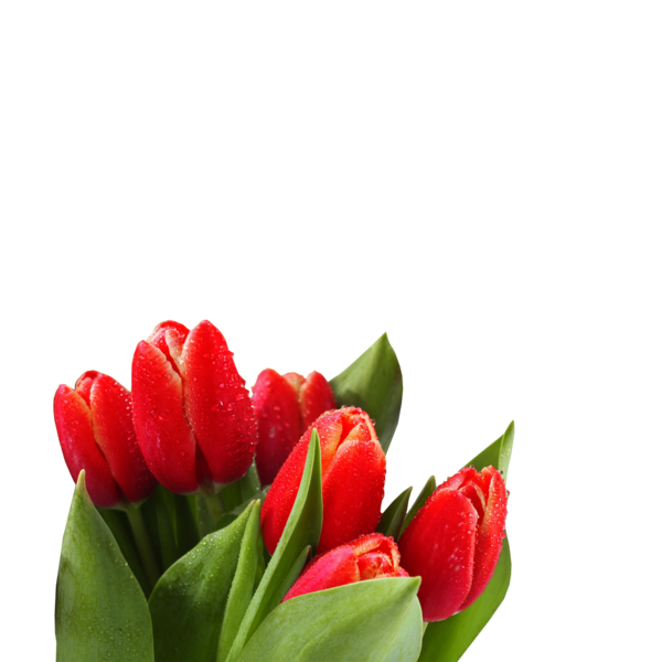 tulips_png_lale_png_5s3bom.png