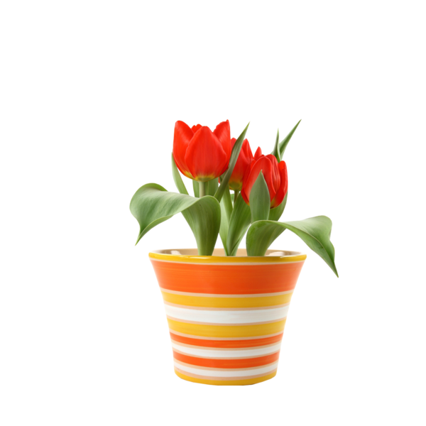 tulips_png_lale_png_61pb17.png