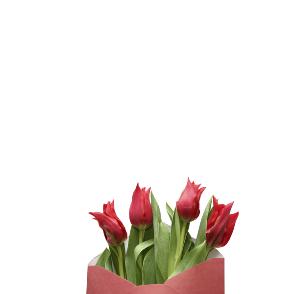 tulips_png_lale_png_61uysv.png