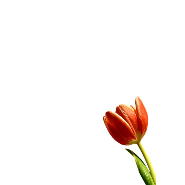 tulips_png_lale_png_62aal2.png