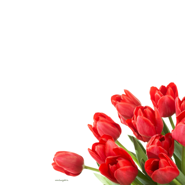 tulips_png_lale_png_679b1z.png