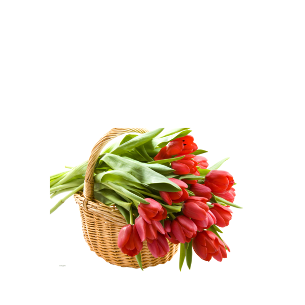 tulips_png_lale_png_6asy90.png