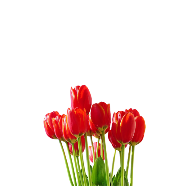 tulips_png_lale_png_6cnbrw.png