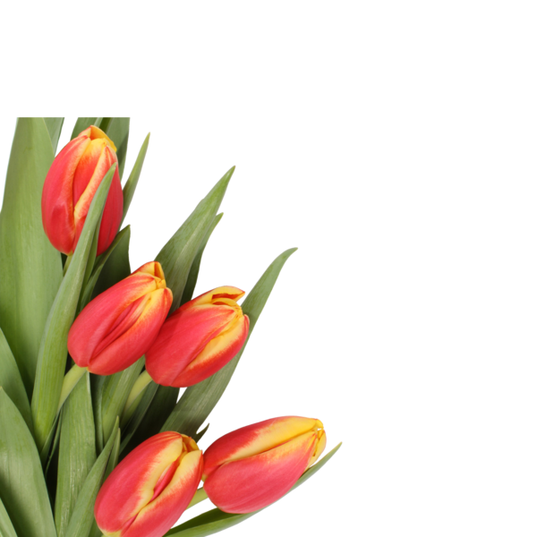 tulips_png_lale_png_6knbee.png