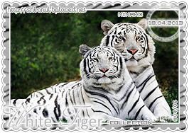 http://abload.de/img/white-tiger-4gmxef.png