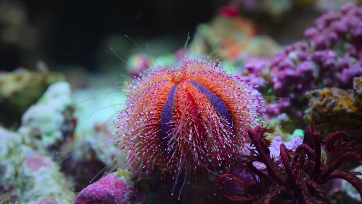 Baloncuk: Resifin Mucizeleri Ekran Görüntüsü 2