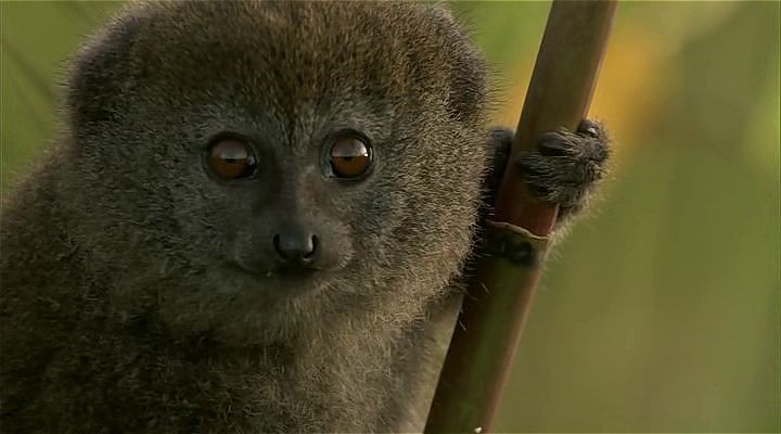 BBC Madagascar:  Mucizeler Adası Ekran Görüntüsü 2