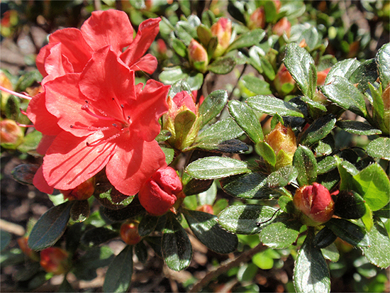 ALPENROSE  (Rhododendron) Alpenrbewimp3newzvrq2