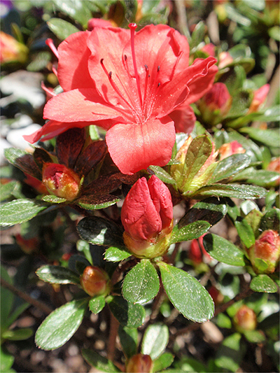 ALPENROSE  (Rhododendron) Alpenrbewimp6new0aqd8