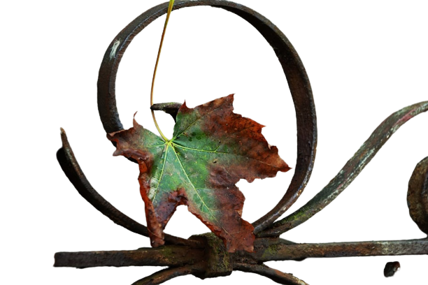 autumn-leaf-maple-lea24kyi.png