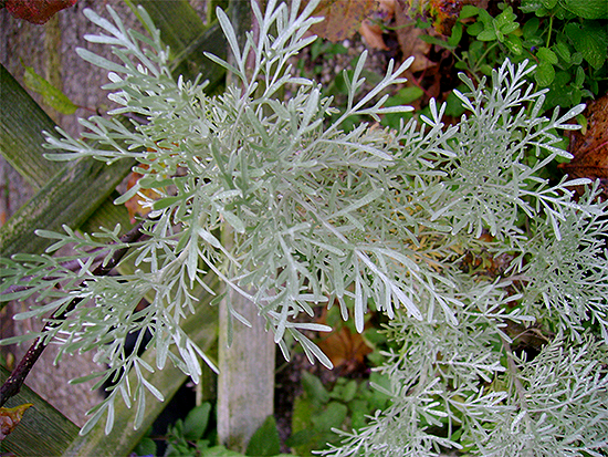 BEIFUSS (Artemisia) Beifartemcana1newnjbhu
