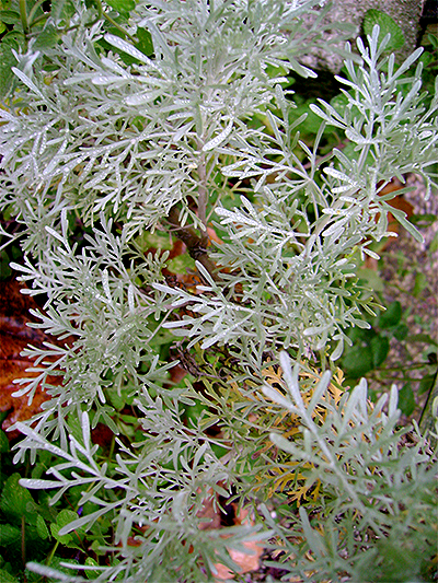 BEIFUSS (Artemisia) Beifartemcana2newm8ln1