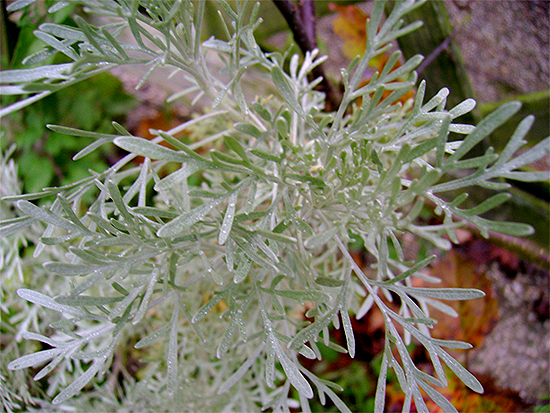 BEIFUSS (Artemisia) Beifartemcana3newk6zt6