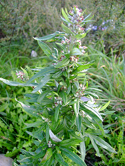 BEIFUSS (Artemisia) Beifussgew1newuml9e