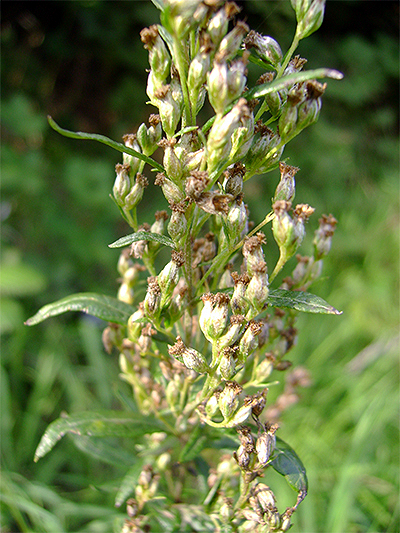 BEIFUSS (Artemisia) Beifussgew2new9pagw