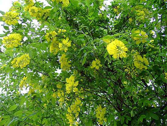 BLASENSTRAUCH - gelber (Colutea arborescens) Blasenstr1new2dsy5