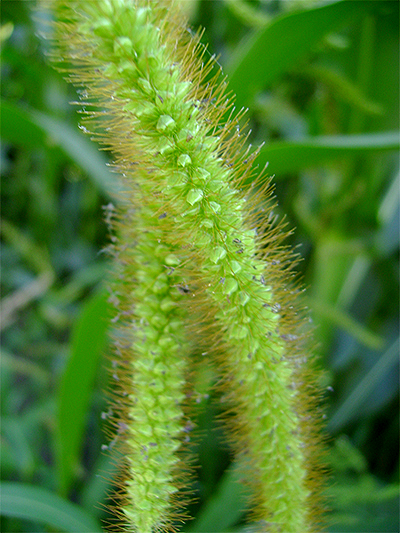 BORSTENHIRSE - grüne (Setaria viridis) Borstenhirsegruene3nezas4o