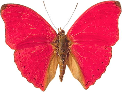 butterfly_png10626qsnz.png