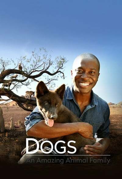 Dogs An Amazing Animal Family S01E01 XviD-AFG