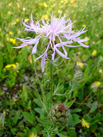 FLOCKENBLUME (Centaurea) Fbrispen1newlisoa
