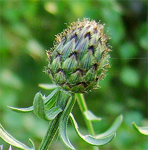 FLOCKENBLUME (Centaurea) Fbrispen4newozsmn
