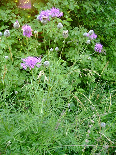 FLOCKENBLUME (Centaurea) Fbskabiosen1newu6svm