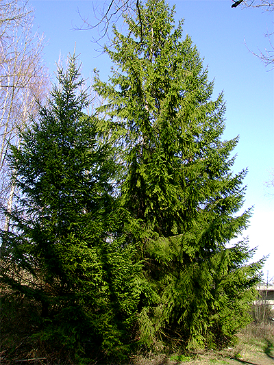 FICHTE (Picea) Fichte1ulq2v