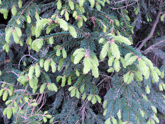 FICHTE (Picea) Fichtenwipferl5zqy6