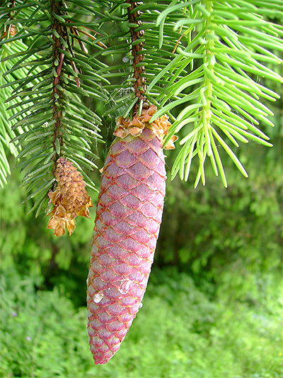 FICHTE (Picea) Fichtzapfjung1rgq44
