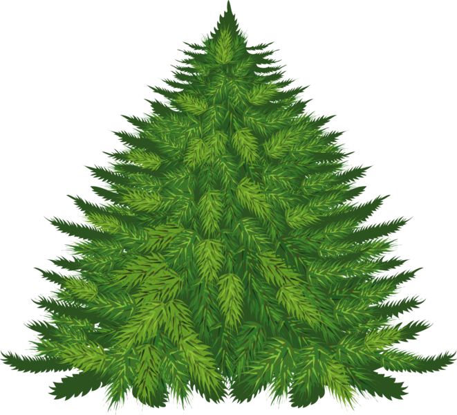fir_tree_png2511znumy.png