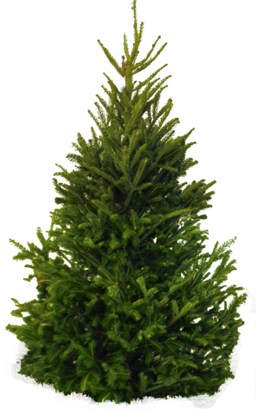 fir_tree_png2512awuom.png