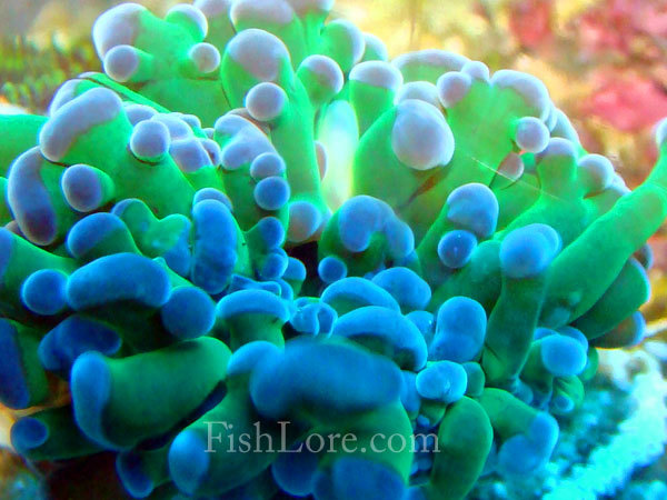 frogspawn-coral-lgg4sg5.jpg