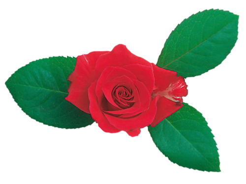 gl-png-rose-png-29dwqly.png