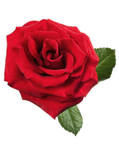 gl-png-rose-png-6alorp.png