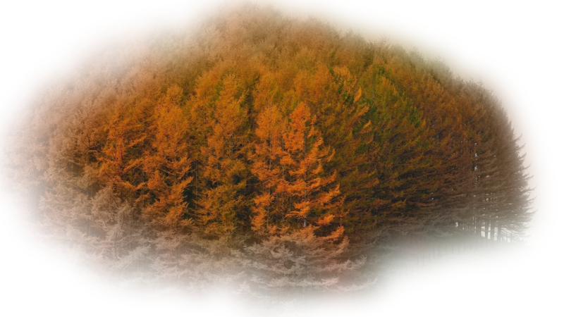 gorgeous-autumn-foressuynz.png