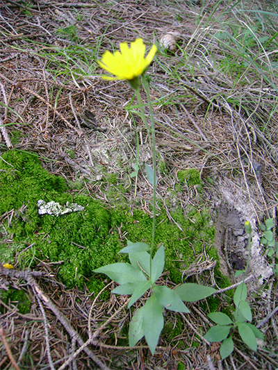 HABICHTSKRAUT (Hieracium) Habichtskrwald1newcroro